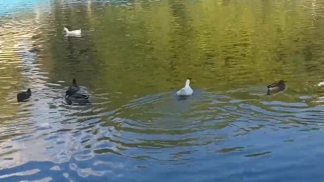 Утиный косяк) смотреть онлайн
