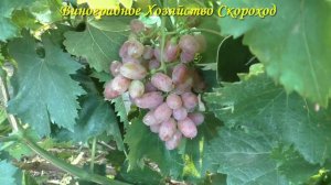 Виноград 2023. Кишмиш Маргарита - первые наблюдения обнадеживают