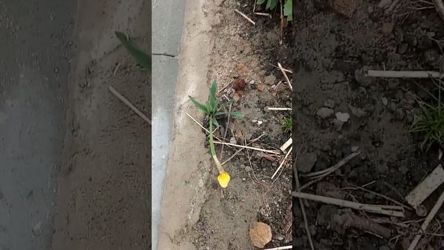 У сусідки царська борідка в саду. смотреть онлайн