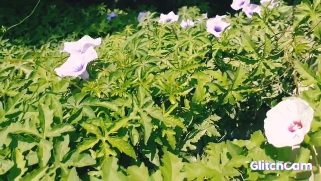 White Railway Creeper Wine//Very Beautiful flowering summer Wine// смотреть онлайн