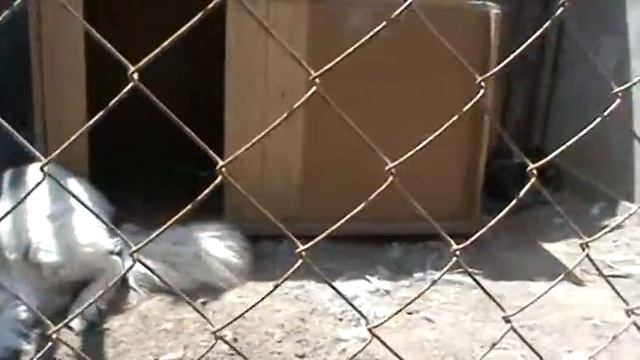девочка голубоглазая из приюта ищет дом смотреть онлайн