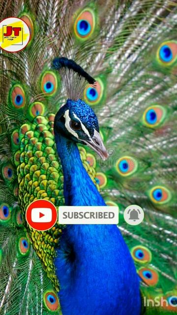મોરલીયો બોલે છે🦚//#peacock #shorts #youtubeshorts #shortfeed #ytshorts #viralshorts #viralshorts смотреть онлайн