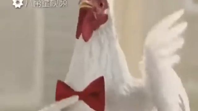 Кококо смотреть онлайн