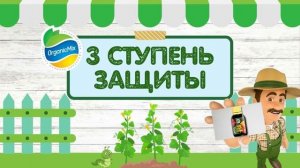 СПАСИ рассаду огурцов от насекомых-вредителей
