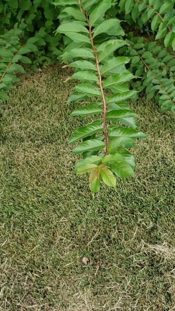 Crape myrtle features by BrotherBarnes смотреть онлайн
