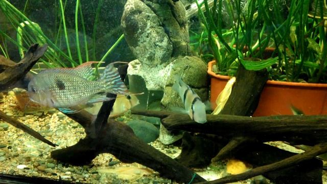 Гвианакара