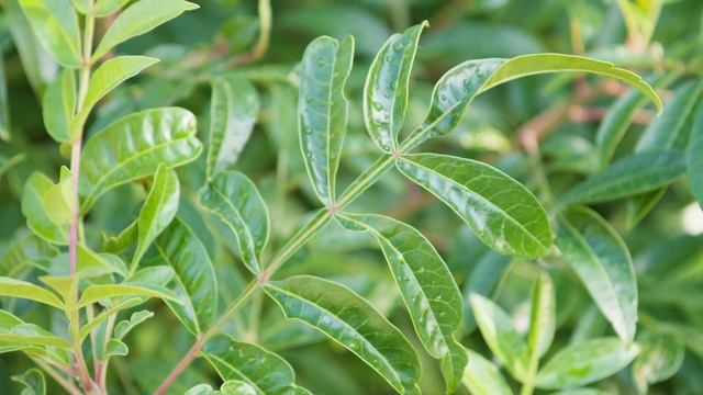 Rhus copallina - Flameleaf Sumac, Shining Sumac смотреть онлайн