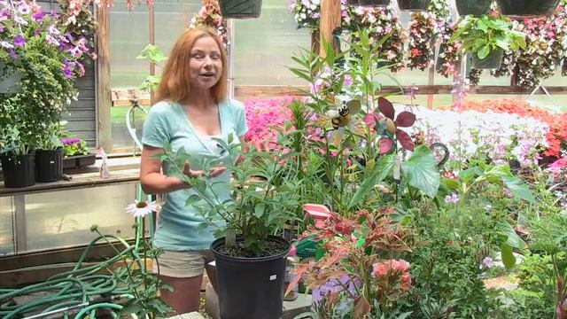 The Birds and the Bees смотреть онлайн