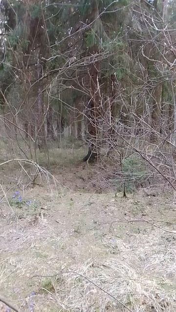 Snowdrops and heard birds/Подснежники и слышно птиц 2023 смотреть онлайн