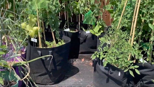 Suburban Garden Tour 3 - June 7, 2022 смотреть онлайн