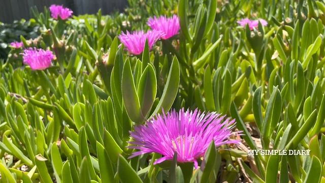 Ice Plant Flowers ( Delosperma )