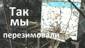 Хороший облет пчел после зимовки - это важно