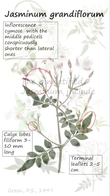 Pinnate leaved jasmines #shorts смотреть онлайн