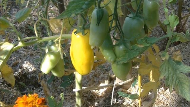 TOMATE : Banana Legs