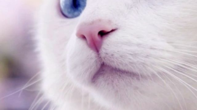 милые кошечки смотреть онлайн
