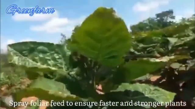 How to make millions on tree tomato farming, best profitable crop to grow in 2022, modern farming смотреть онлайн