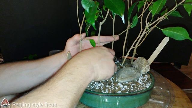 Penjing style bonsai - from cuttings смотреть онлайн