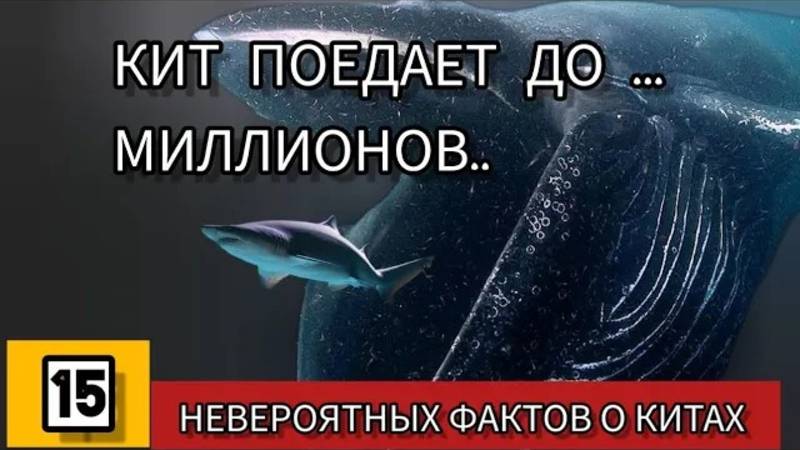 Киты, о которых ты точно не знал! Удивительные факты