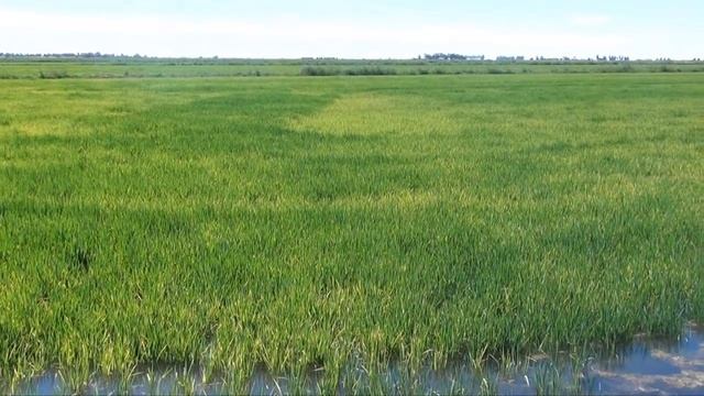 NIR rice tissue test: Identifying panicle initation смотреть онлайн