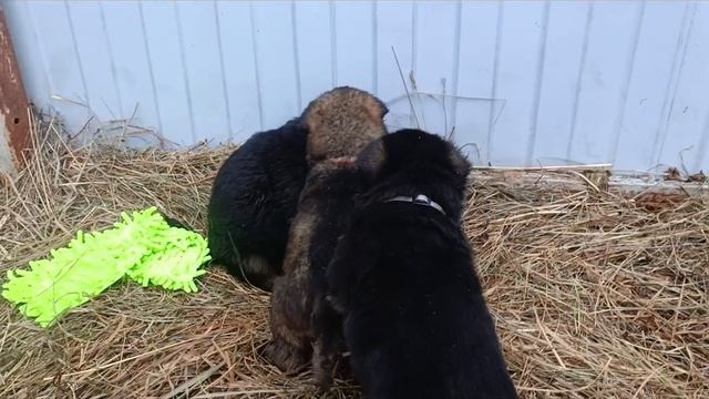 немецкие овчарки смотреть онлайн