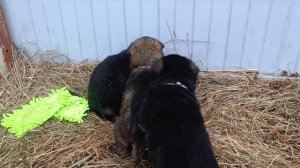 немецкие овчарки