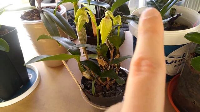 Quick orchid updates - dendrobium eximium x rhodostictum смотреть онлайн