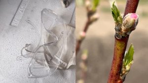 Весенняя (вторая) обработка сада, перед цветением. Хорус и Скор