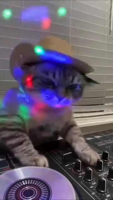 Cat club смотреть онлайн