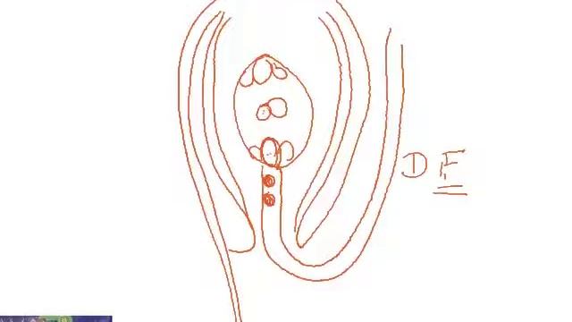 Fertilization смотреть онлайн