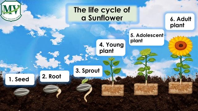 P. 2 | Science | Life Cycle of a Sunflower смотреть онлайн