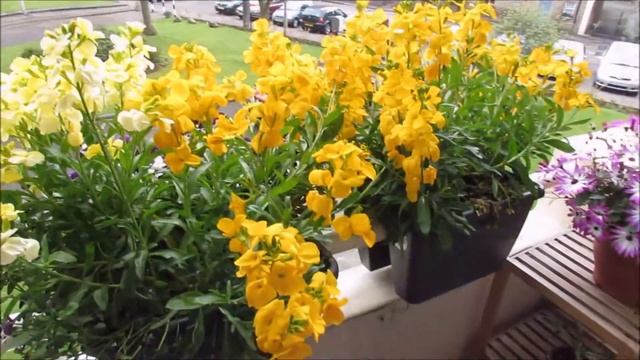Spring Planters Update May смотреть онлайн