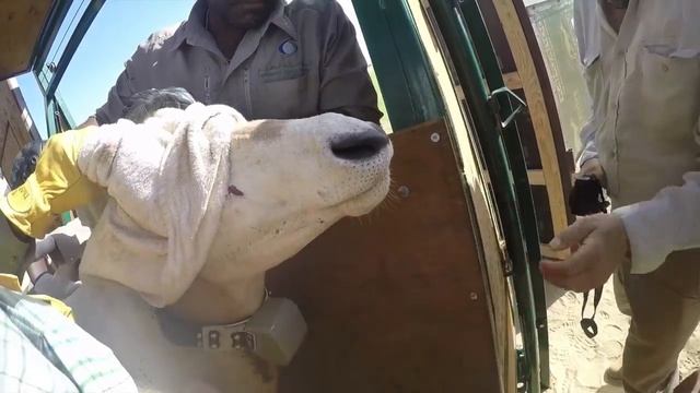 B-Roll: Smithsonian and Partners Return Scimitar-horned Oryx to Chad смотреть онлайн