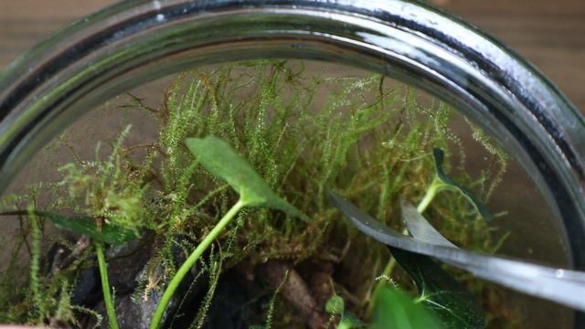 What Happens To a Terrarium After 1000+ Days?! (3 Years) смотреть онлайн