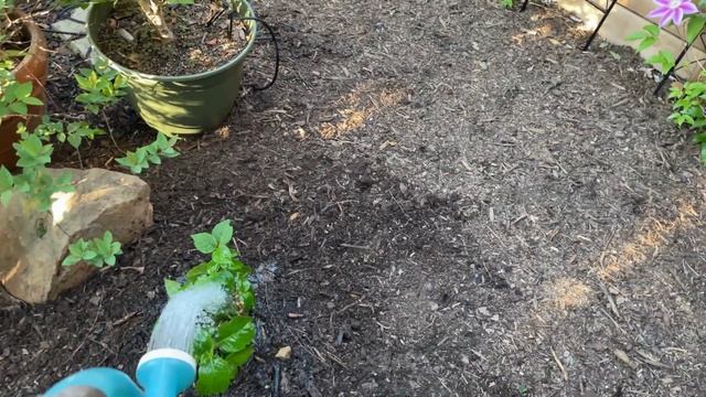 How To Plant Eclipse Hydrangea And Planting More Hostas, And Annuals...OH MY! #hydrangea #hostas