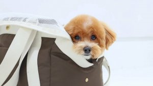 Мальтипу (метис той пуделя и мальтийской болонки) на груминге: стрижка и уход за собакой