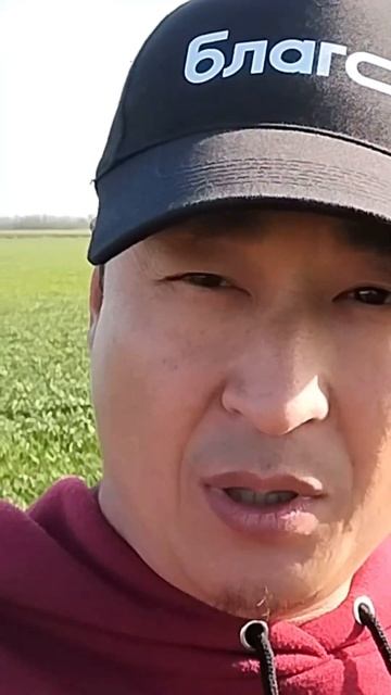 Мы знаем как увеличить урожайность. Обработка озимой пшеницы препаратами БЛАГО #удобрение #урожай смотреть онлайн