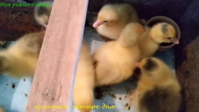 Гусятам четыре дня - весёлые растут! смотреть онлайн