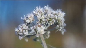 Иеромонах Роман. «Не разрывайте Истину на мнения...»