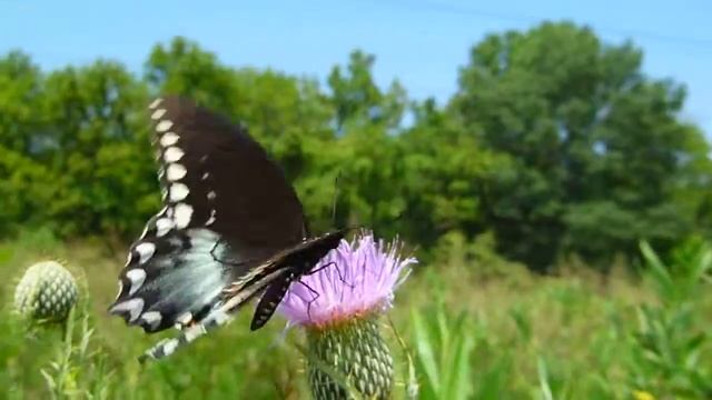 Huge Black Butterfly HD смотреть онлайн