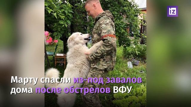Новые четвероногие друзья росгвардейцев. смотреть онлайн