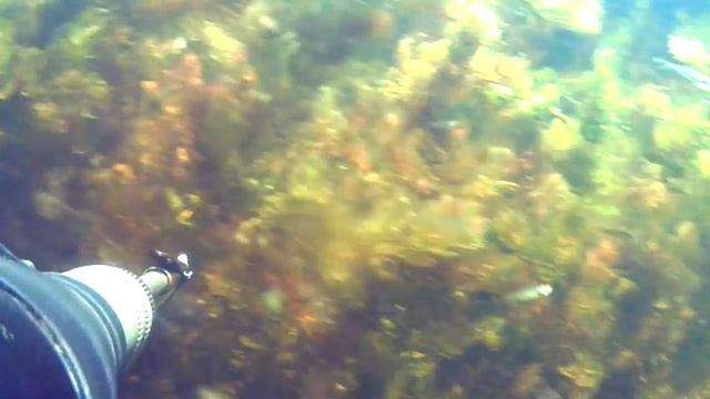 Подводная охота на раскатах Волги. Харбата. Spearfishing.