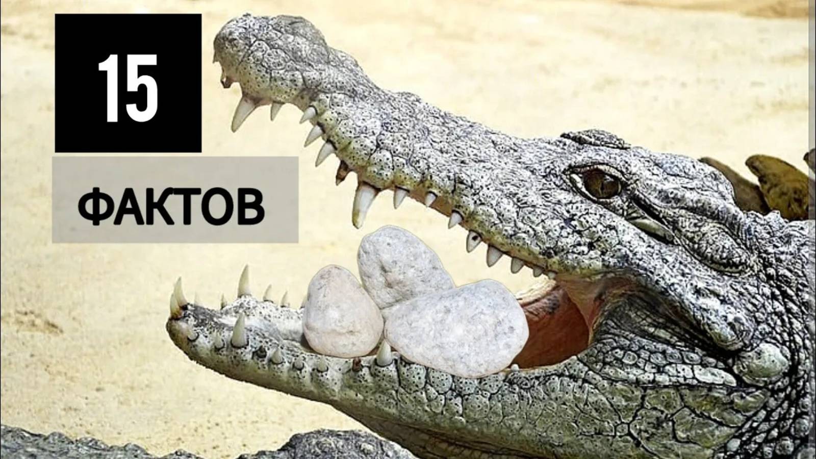 Почему крокодилы глотают камни? 15 неожиданных фактов