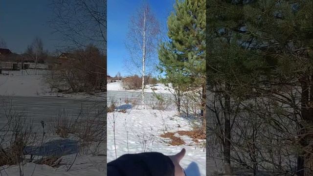 Идём за соснами❕ #walkinginnature смотреть онлайн