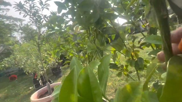 Fertilizing and pruning citrus trees in greenhouse June 2023 смотреть онлайн