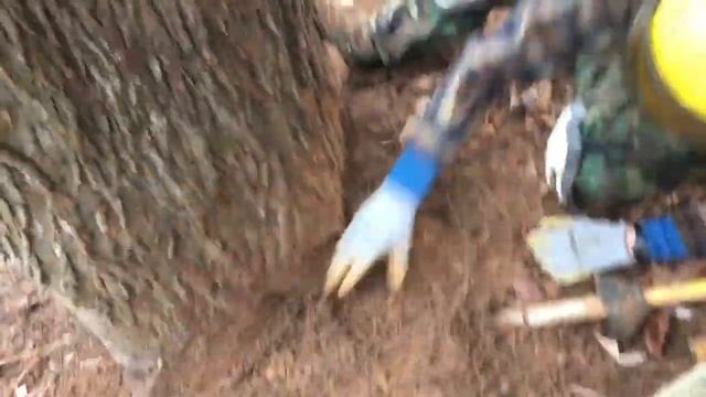 Improve your tree's health! Watch this Airspade root collar excavation and read description! смотреть онлайн
