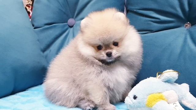 Мальчик мишка померанец смотреть онлайн