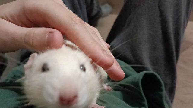 Мигелич смотреть онлайн
