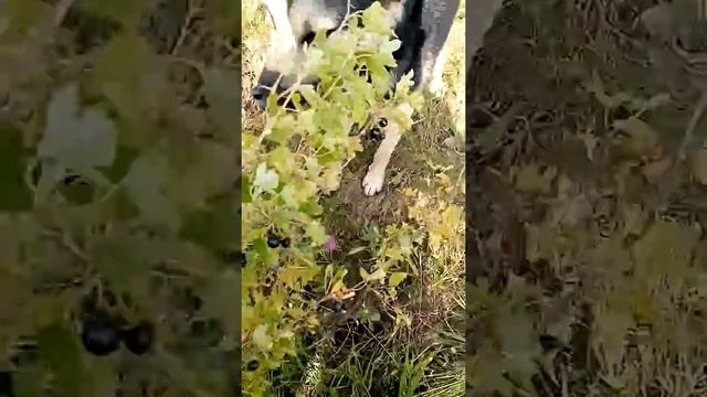 Собака ест репис смотреть онлайн