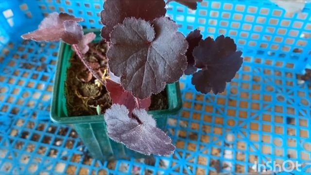 Распаковка посылки из интернет магазина Весёлый цветовод смотреть онлайн