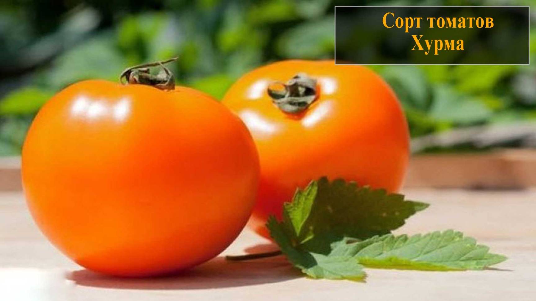 Томаты сорта хурма смотреть онлайн